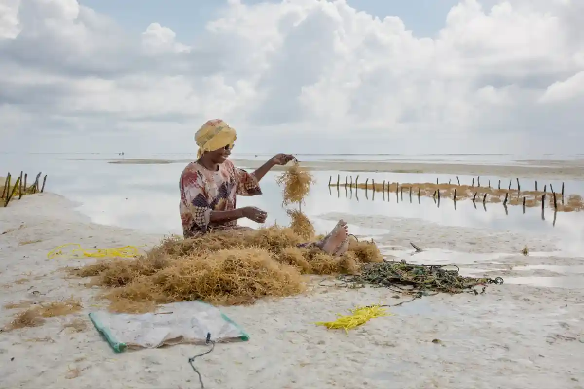 blue-forests-of-zanzibar-empowering-coastal-communities-through-climate-smart-seaweed-farming