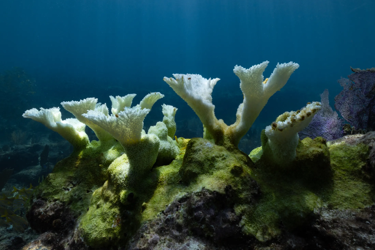 Coral reef