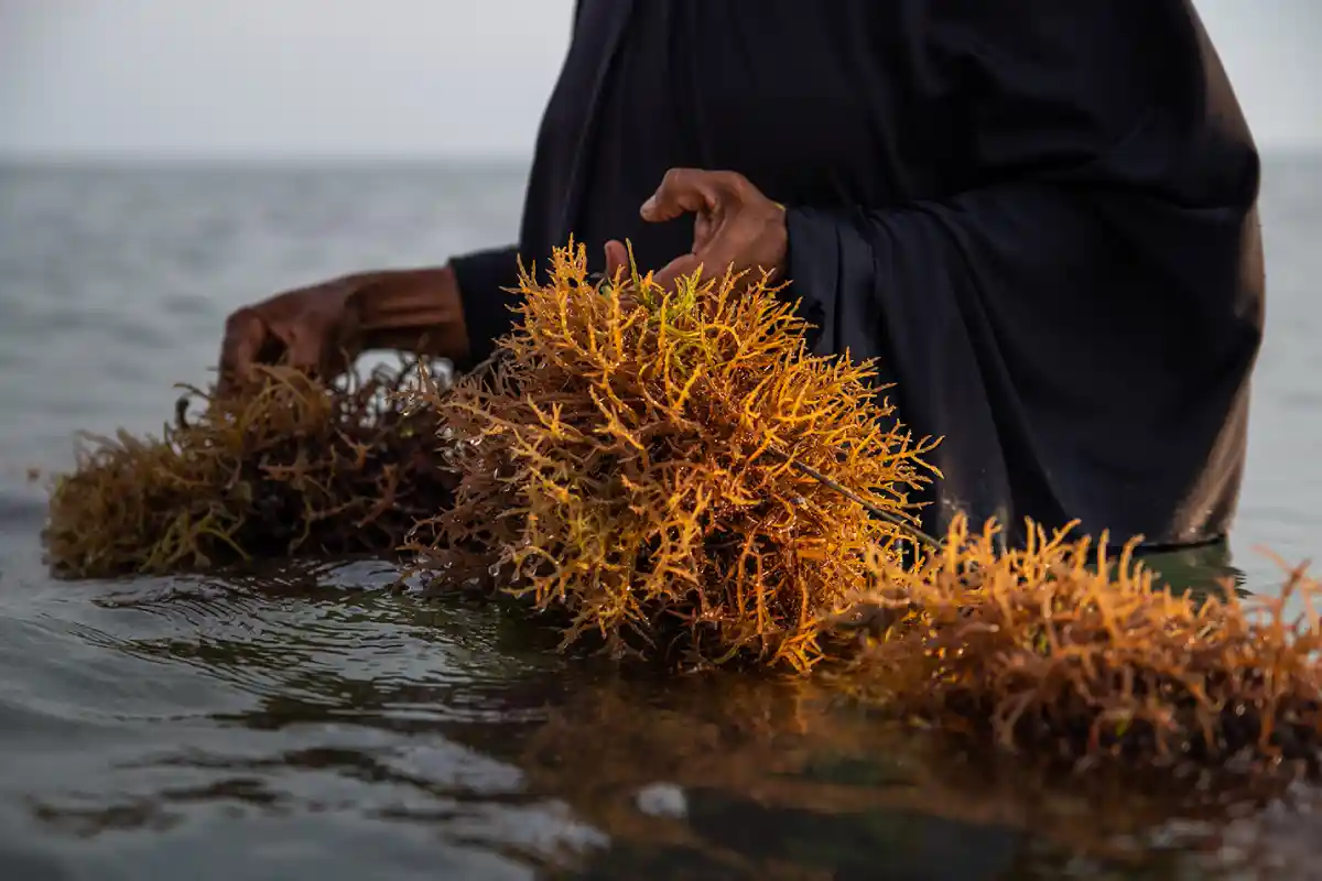 threats-to-spices-and-seaweed-farming