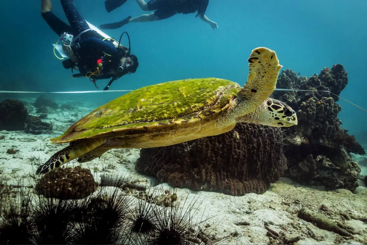 zanzibar-goes-green-sustainable-tourism-for-a-thriving-tomorrow