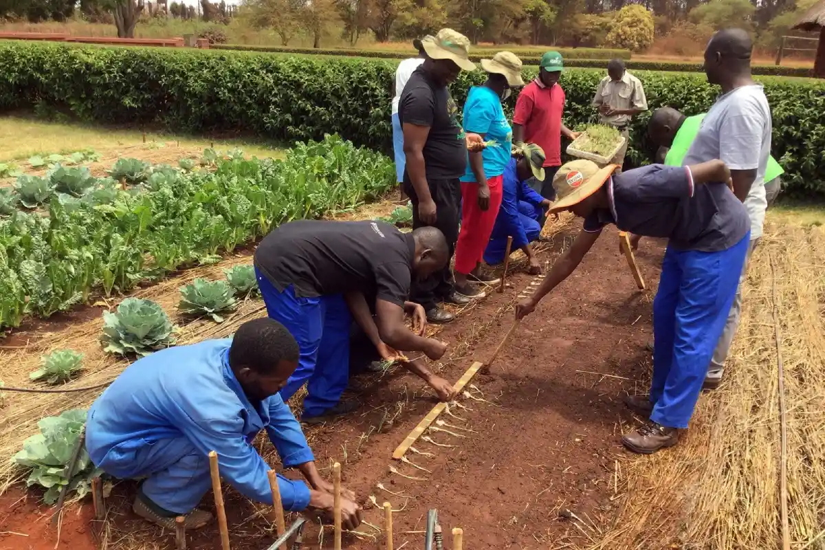 zanzibar-green-gold-revolutionizing-spice-farming-for-global-markets